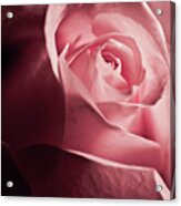 Lovely Pink Rose Acrylic Print