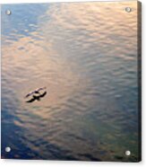 Low Flight Acrylic Print