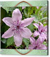 Luminous Mauve Acrylic Print