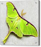 Luna Moth Acrylic Print