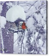 Lunch In The Snow Acrylic Print