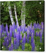 Lupine And Birch Tree Acrylic Print