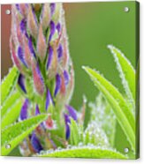 Lupine In The Mist Acrylic Print