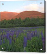 Lupine Meadow And Northern Presidentials White Mountains Acrylic Print