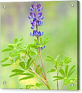 Lupine Acrylic Print