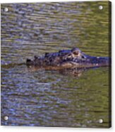 Lurking Alligator Acrylic Print