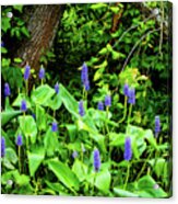 Lush Purple Flowers In The Woods Acrylic Print
