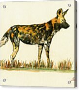 Lycaon Wild African Dog Acrylic Print