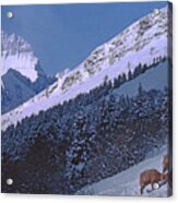 M-08026-12 Bighorn Sheep In Glacier National Park Acrylic Print
