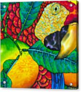 Macaw Close Up - Exotic Bird Acrylic Print