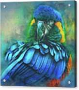 Macaw Magic Acrylic Print