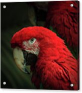 Macaw Portrait Acrylic Print