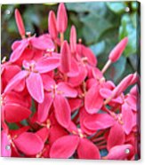 Magenta Flora Acrylic Print