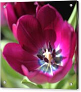 Magenta Tulips Acrylic Print