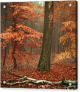 Magic Of Fall Woods Acrylic Print
