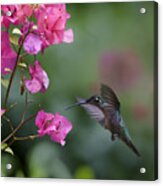 Magnificent Hummingbird Female Feeding Acrylic Print
