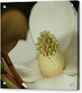 Magnolia Blossom Acrylic Print