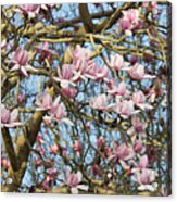 Magnolia Campbellii Flowers Panoramic Acrylic Print