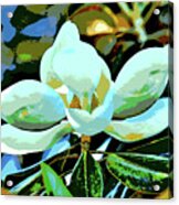 Magnolia Dream Acrylic Print