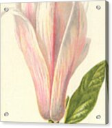 Magnolia Acrylic Print