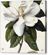 Magnolia Grandiflora Acrylic Print