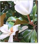 Magnolias For Two Acrylic Print