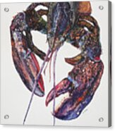 Maine Lobster Acrylic Print