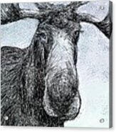 Maine Moose Acrylic Print