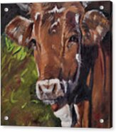 Maisy The Cow- Brown Cow - Moo Acrylic Print