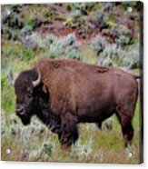 Majestic American Buffalo Acrylic Print