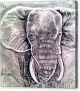 Majestic Elephant Acrylic Print