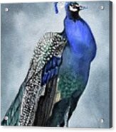 Majestic Peacock Acrylic Print