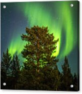 Majestic Tree Under The Northern Lights Karasjok Norway Acrylic Print