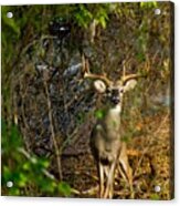 Majestic Whitetail Acrylic Print