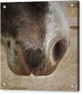 Major's Muzzle, Horse Equine Closeup, Western Art Acrylic Print