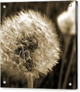 Make-a-wish Dandelion Sepia Acrylic Print