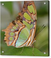 Malachite Butterfly On A Leaf Acrylic Print