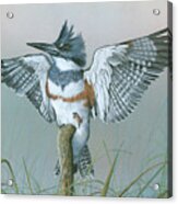 Male Belted Kingfisher Acrylic Print