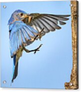 Male Bluebird Flying In Acrylic Print