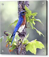 Male Bluebird Acrylic Print