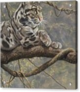 Male Clouded Leopard Acrylic Print