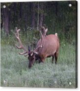 Bull Elk Rocky Mountain Np Co Acrylic Print