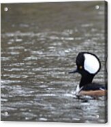 Male Hooded Merganser Acrylic Print