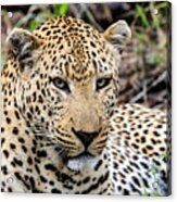 Male Leopard Acrylic Print