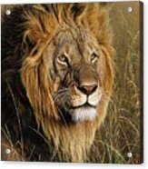 Male Lion Acrylic Print