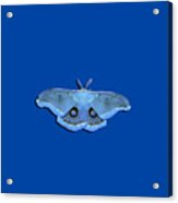Male Moth Light Blue .png Acrylic Print