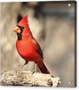 Male Northern Cardinal Acrylic Print