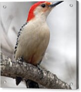 Male Red-bellied Woodpecker Acrylic Print