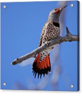 Male Red Shafted Northern Flicker Acrylic Print