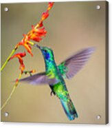 Male Green Violetear Hummingbird Acrylic Print